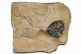 Chocolate-Brown Metacanthina Trilobite - Lghaft, Morocco #368582-1